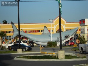 shopping shark attack