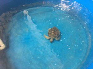 sea turtle rescue topsail island