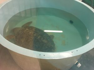 sea turtle rehabilitation topsail island